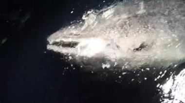 Büyük balina köpekbalığı Rhincodon tipus Maldivler 'de gece teknenin arkasında plancton besleniyor.