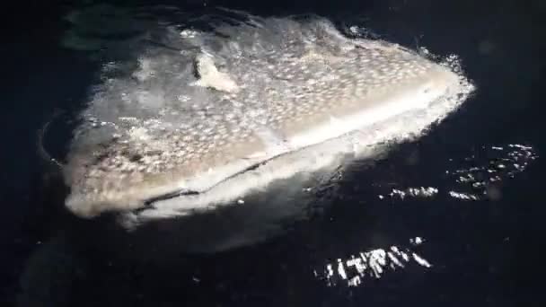 Storvalhaj Rhincodon typus livnär sig på planka bakom båten på natten i Maldiverna — Stockvideo