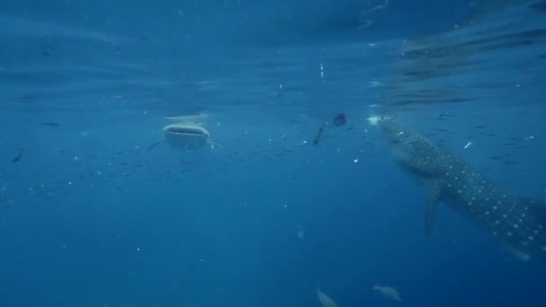 Tiburón ballena grande Rhincodon typus alimentándose de plancton detrás del barco en Maldivas — Vídeo de stock