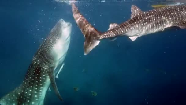 Grande squalo balena Rhincodon typus nutrendosi di plancton dietro la barca alle Maldive — Video Stock