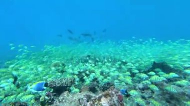 Su altında yiyecek aramak için mavi arka planda bulunan ton balığı sürüsü..