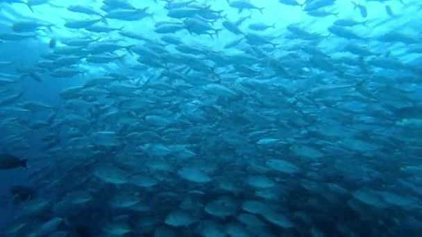 School of tuna fish on blue background of sea underwater in search of food. — Stock video