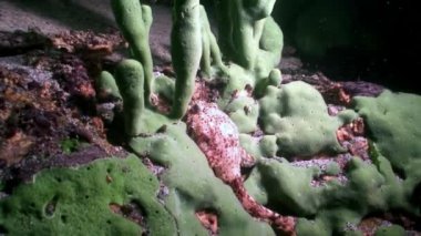 Porifera deniz süngeri Lubomirskiidae ve Spongillidae Baykal Gölü 'nün suları altında..
