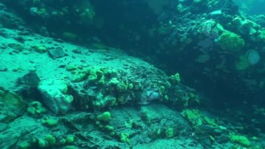 Baykal Gölü 'nün dibindeki su altı taşları..