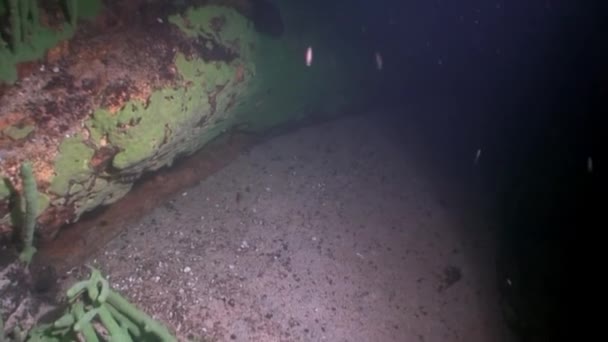 Подводные камни на дне Байкала. — стоковое видео