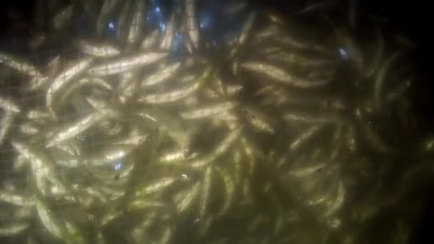 Много живых рыб омул в рыболовной сети под водой на Байкале. — стоковое видео