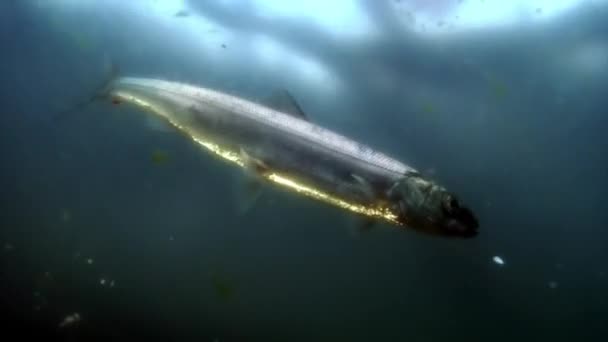 Rede de pesca com lote de omul peixes vivos na rede de pesca subaquática no Lago Baikal. — Vídeo de Stock