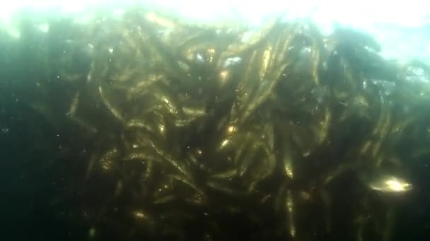 Fiskenät med mycket levande fisk omul i fiskenät under vatten vid sjön Baikal. — Stockvideo