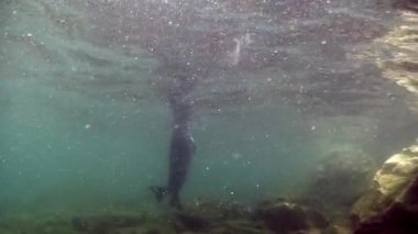 Baykal Gölü 'nün dibindeki sualtı fokları..