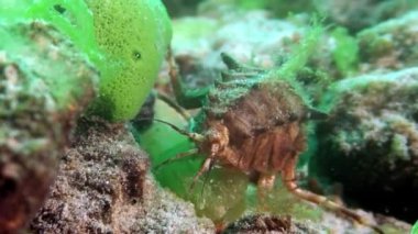 Yakın plan Acanthogammarus kerevit su altında Baykal Gölü.
