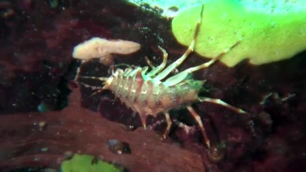 Van dichtbij schaaldieren rivierkreeft Acanthogammarus onderwater Baikalmeer. — Stockvideo