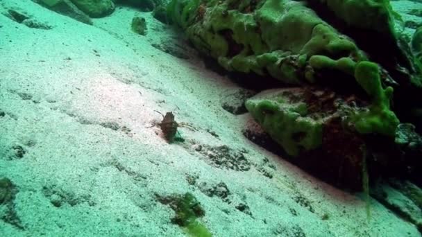 Crayfish in green sea goo slime Spirogyra and Stigeoclonium underwater Baikal. — Stock Video