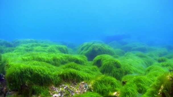 Podwodne wodorosty jeziora Bajkał. — Wideo stockowe