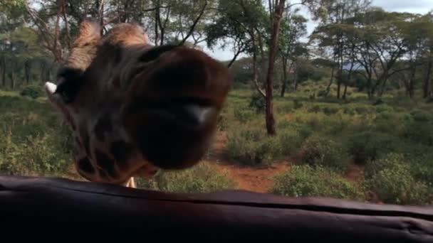 Ritratto ravvicinato della giraffa Giraffa camelopardalis in Kenya. — Video Stock