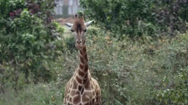 Kenya 'daki zürafa zürafa camelopardalis portresini kapat..