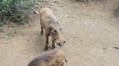 Yaban domuzu ailesi arıyor.