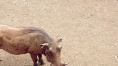 Yaban domuzu ailesi arıyor.