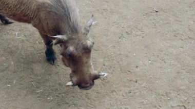 Yaban domuzu ailesi arıyor.