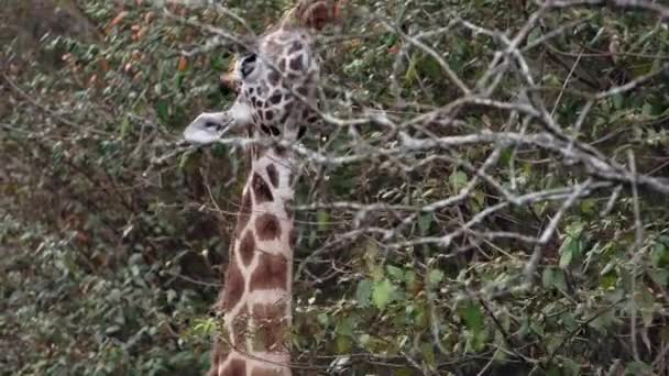 Close up portrait of giraffe Giraffa camelopardalis in Kenya. — Stock Video