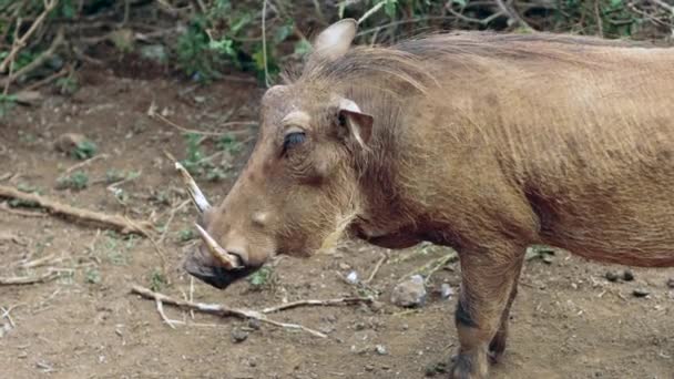 野生野猪家庭搜索饲料英寸 — 图库视频影像