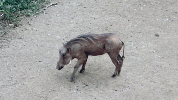 Wild boar family search feed in — Stock Video