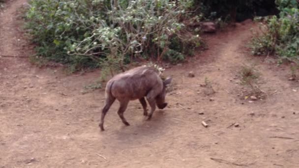 Wildschweinfamilie sucht Nahrung — Stockvideo