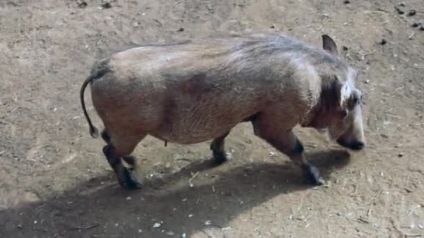 Wildschweinfamilie sucht Nahrung — Stockvideo