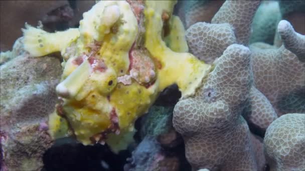 Un pez rana amarilla o pez pescador está flotando bajo el agua — Vídeos de Stock