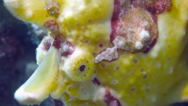 A yellow frogfish or anglerfish is floating underwater — Stock Video