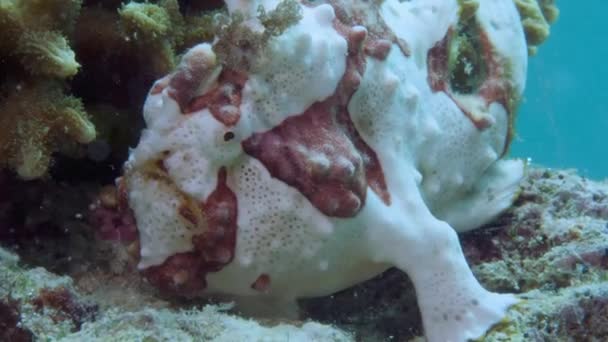 Ένα κόκκινο βατραχόψαρο ή πεσκαντρίτσα επιπλέει κάτω από το νερό — Αρχείο Βίντεο