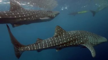 Büyük balina köpekbalığı Rhincodon tipus Maldivler 'de botun arkasında plancton besleniyor.