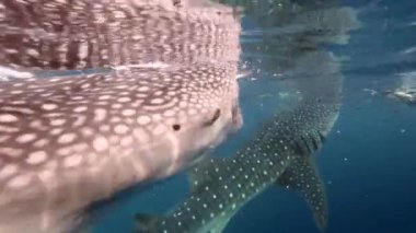 Büyük balina köpekbalığı Rhincodon tipus Maldivler 'de botun arkasında plancton besleniyor.
