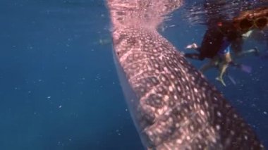 Büyük balina köpekbalığı Rhincodon tipus Maldivler 'de botun arkasında plancton besleniyor.