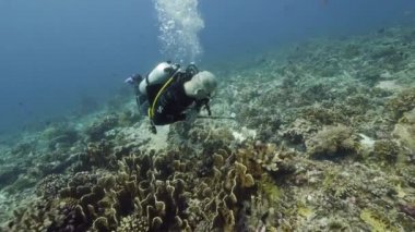 Banda Endonezya denizindeki balık sualtı manzarası dalgıcı..