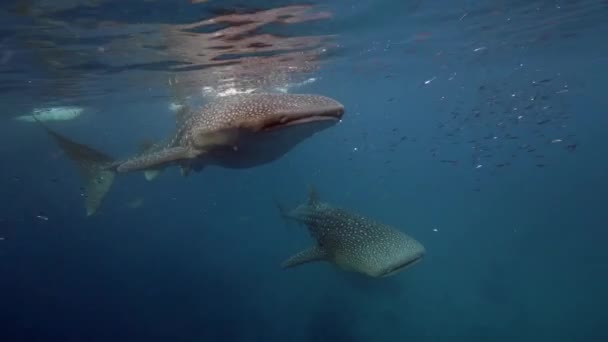 Nagy bálna cápa Rhincodon typus táplálkozás plankton mögött hajó Maldív-szigeteken — Stock videók