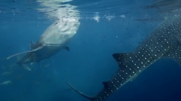 Grote walvishaai Rhincodon typus voedt zich met plancton achter de boot in de Malediven — Stockvideo