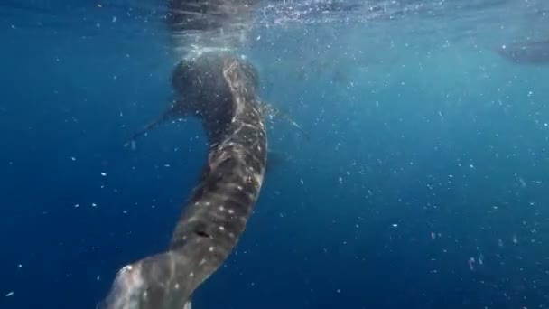 Big whale shark Rhincodon typus feeding on plancton behind boat in Maldives — Stock Video