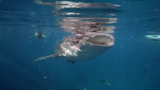 Tiburón ballena grande Rhincodon typus alimentándose de plancton detrás del barco en Maldivas — Vídeo de stock