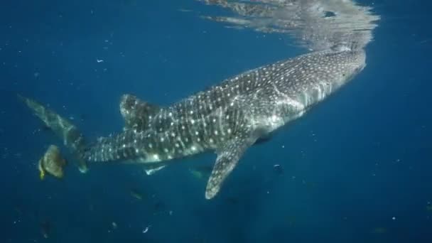 Velká velryba žralok Rhincodon typus krmení na plancton za lodí na Maledivách — Stock video