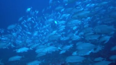 Su altında yiyecek aramak için mavi arka planda bulunan ton balığı sürüsü..