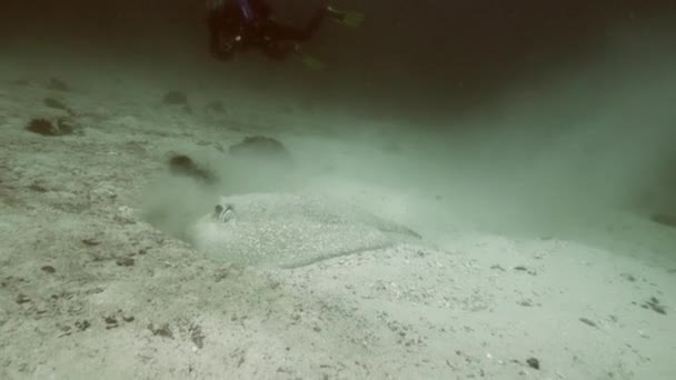 Dos buzos se acercan a la raya, que está cazando en el fondo arenoso en busca de comida. — Vídeo de stock