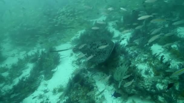 Eine Kamerafahrt eines Stachelrochens, der über das Meer schwimmt. — Stockvideo