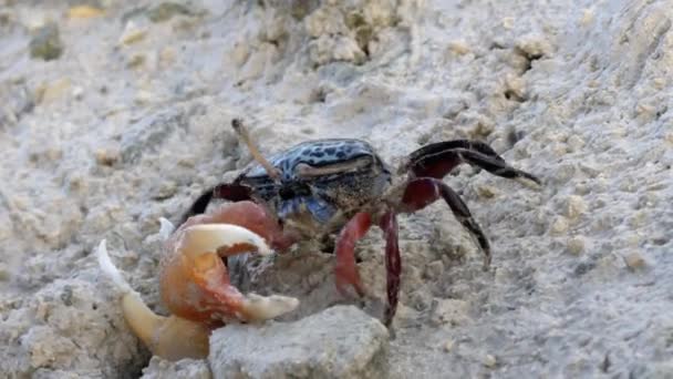 Eine blaue philippinische Fiddler-Krabbe spaziert an einem Strand — Stockvideo