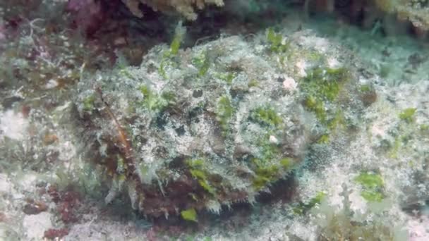 Een grote gecamoufleerde steenvis op de oceaanbodem — Stockvideo