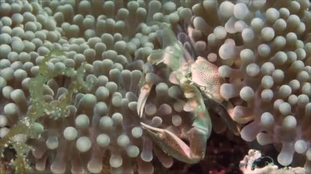 Een porselein anemoon krab zittend op een anemoon — Stockvideo
