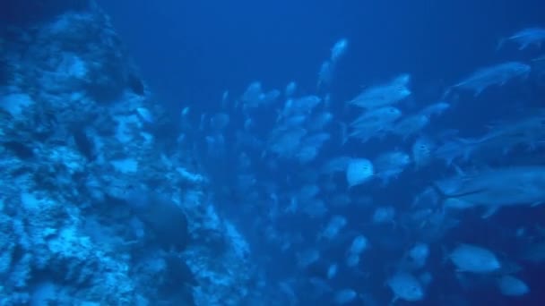 Scuola di tonno su fondo blu di mare subacqueo in cerca di cibo. — Video Stock