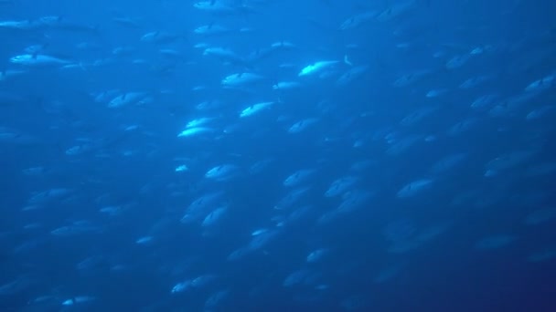 School van tonijn op blauwe achtergrond van de zee onderwater op zoek naar voedsel. — Stockvideo