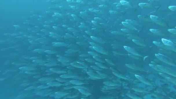 Su altında yiyecek aramak için mavi arka planda bulunan ton balığı sürüsü.. — Stok video