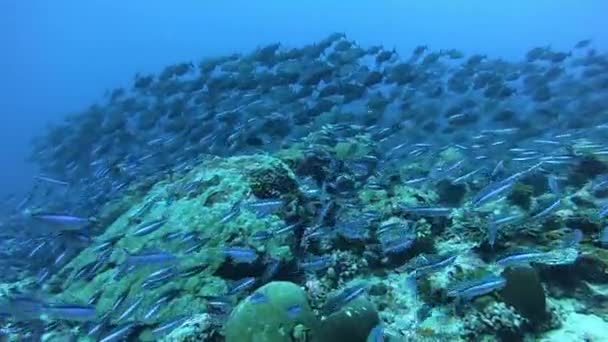 Skolan av tonfisk fisk på blå bakgrund av havet undervattens på jakt efter mat. — Stockvideo