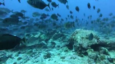 Su altında yiyecek aramak için mavi arka planda bulunan ton balığı sürüsü..